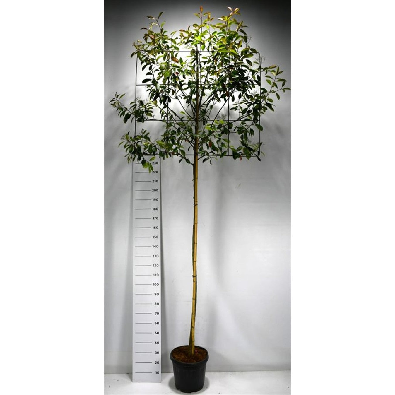 Glansmispel – Photinia fraseri 'Red Robin' - C30 200 cm. Stam leivorm